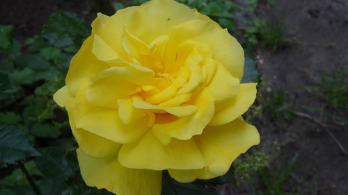 Flower image V171020251624 N190