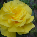 Flower image V171020251624 N190