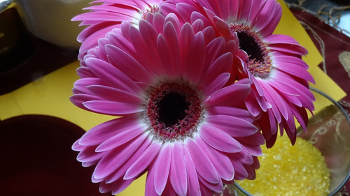 Flower image V171020251624 N213