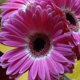 Flower image V171020251624 N213