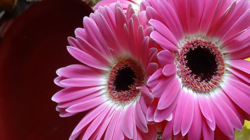 Flower image V171020251624 N214