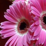 Flower image V171020251624 N214