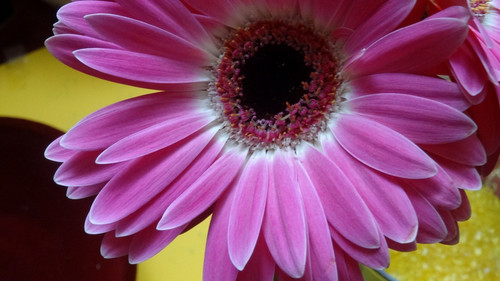 Flower image V171020251624 N202