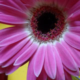 Flower image V171020251624 N202