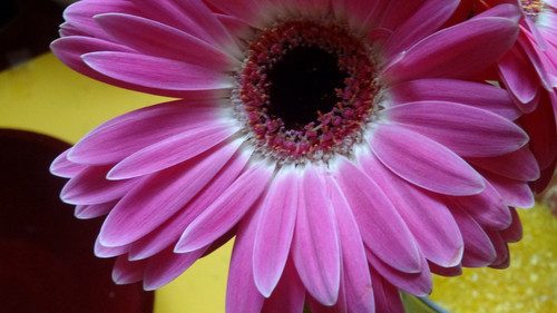 Flower image V171020251624 N203