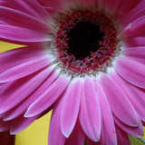 Flower image V171020251624 N203