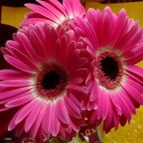 Flower image V171020251624 N218