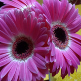 Flower image V171020251624 N200