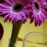 Flower image V171020251624 N208