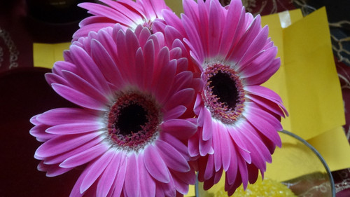 Flower image V171020251624 N201