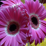 Flower image V171020251624 N201