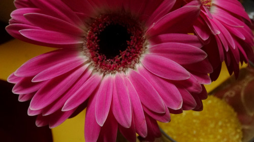 Flower image V171020251624 N224