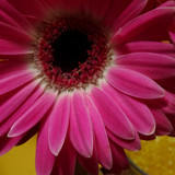 Flower image V171020251624 N224