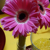 Flower image V171020251624 N211