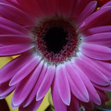 Flower image V171020251624 N212