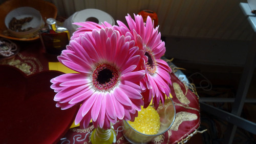 Flower image V171020251624 N226