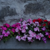 Flower image V171020251624 N229