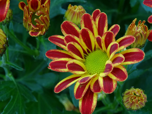 Flower image V171020251624 N30.jpg