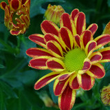 Flower image V171020251624 N30