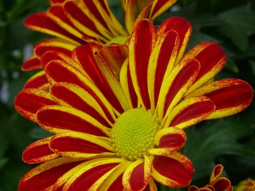 Flower image V171020251624 N31.jpg