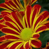 Flower image V171020251624 N31