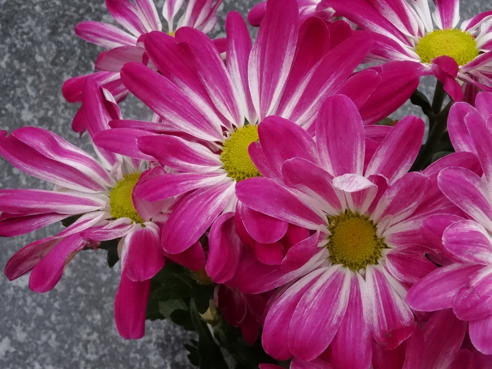 [Image: KvlF4Sa.jpg]