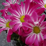 Flower image V171020251624 N56