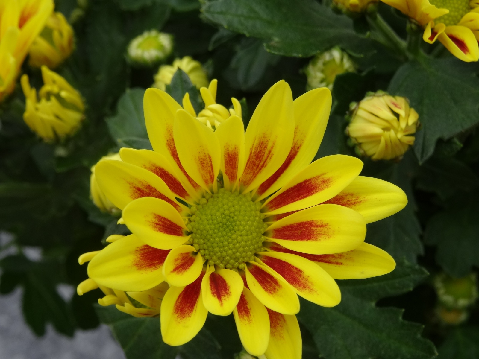 [Image: KvlF5as.jpg]