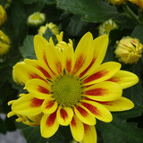 Flower image V171020251624 N40