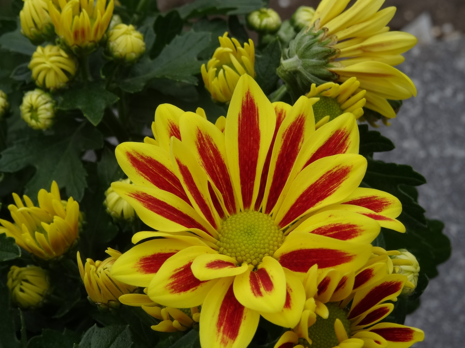 [Image: KvlF78G.jpg]