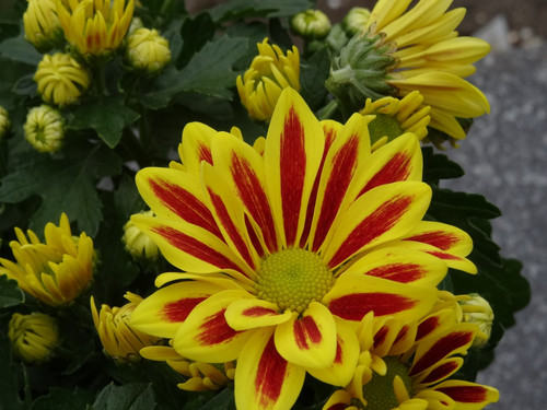 Flower image V171020251624 N41.jpg