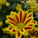 Flower image V171020251624 N41