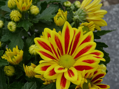 Flower image V171020251624 N35.jpg