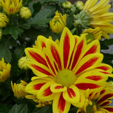 Flower image V171020251624 N35