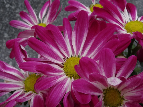 Flower image V171020251624 N62.jpg