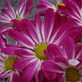 Flower image V171020251624 N62