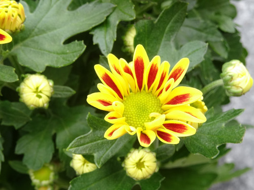 Flower image V171020251624 N44.jpg