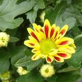 Flower image V171020251624 N44