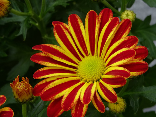 Flower image V171020251624 N29.jpg