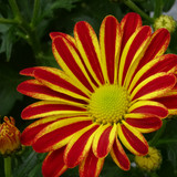 Flower image V171020251624 N29