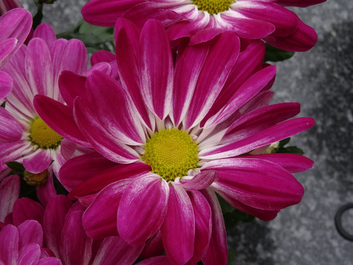 Flower image V171020251624 N59.jpg