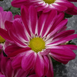 Flower image V171020251624 N59