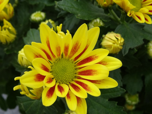 Flower image V171020251624 N45.jpg