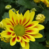 Flower image V171020251624 N45