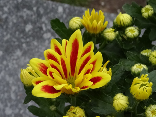 Flower image V171020251624 N50.jpg