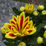 Flower image V171020251624 N50