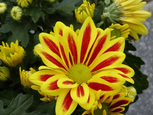Flower image V171020251624 N51.jpg