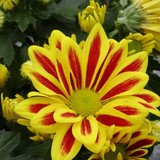 Flower image V171020251624 N51