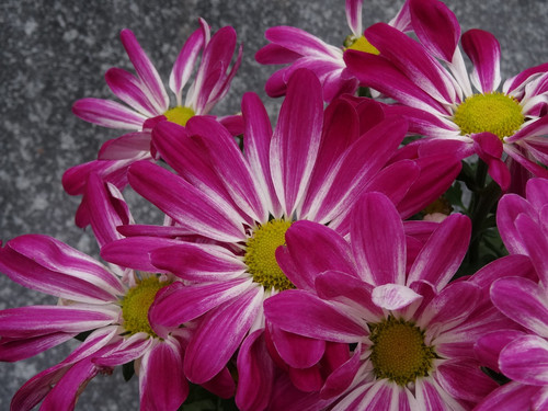 Flower image V171020251624 N57.jpg