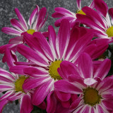 Flower image V171020251624 N57